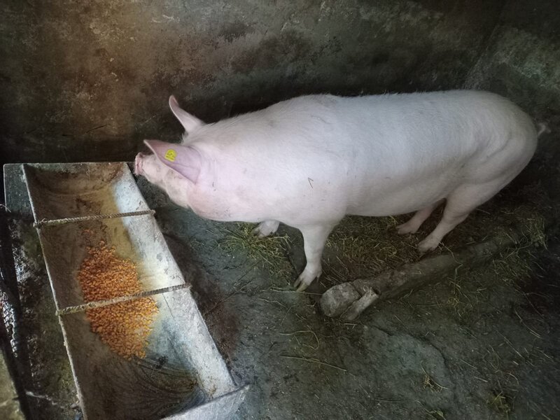 Vand porc Marele Alb crescut bio