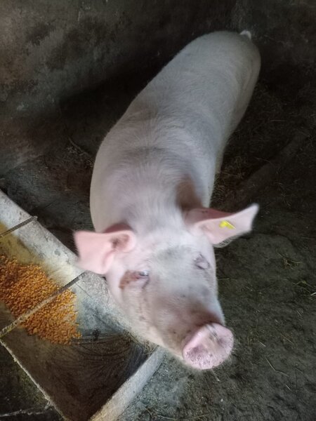 Vand porc Marele Alb crescut bio