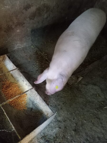 Vand porc Marele Alb crescut bio