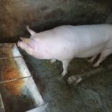 Vand porc Marele Alb crescut bio