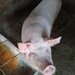 Vand porc Marele Alb crescut bio